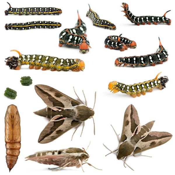 How to Improve Your Game for Sustainable Growth